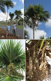 Image result for Coccothrinax
