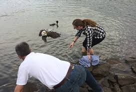 Image result for no rev12 Hollywood Great Eagle rescue