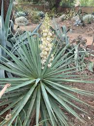 Image result for Yucca