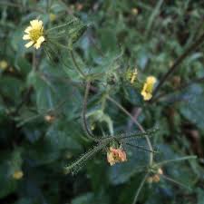 Image result for Sigesbeckia