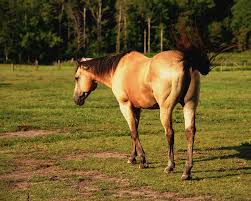 The international buckskin horse association registers and promotes horses of any breed that are buckskin, dun, red dun, and grulla. Buckskin Horse Photograph By Katy Hawk