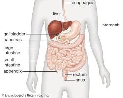 Digestive system diagram