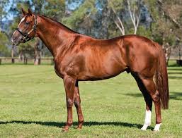 Widden Sebring Horses Beautiful Horses Chesnut Horse