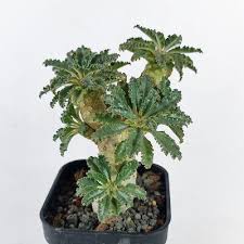 Image result for Dorstenia