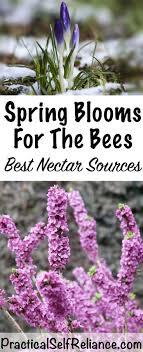 Bees have good noses, and the flowers they pollinate usually have a delicate, sweet scent. Early Spring Flowers For The Bees Spring Nectar Sources Spring Blooming Flowers Spring Garden Flowers Early Spring Flowers