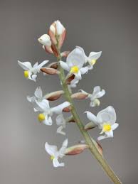 Known as the ludisia discolor, the jewel orchid is appreciated far more for its foliage than its blooms. Ludisia Discolor