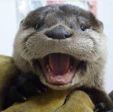 One Happy Otter Cute Animals Otters Cute Cute Baby Animals