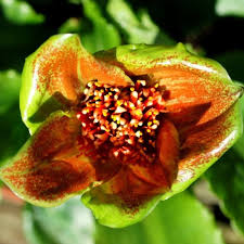 Image result for Scadoxus membranaceus