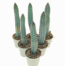 Image result for Pycreus aethiops