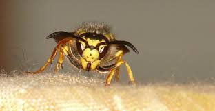 Bees, wasps, and hornets have a hyperactive sense of smell and are commonly attracted to bodies of water that have strong odors, like a swimming pool. Wasps Do S And Don Ts