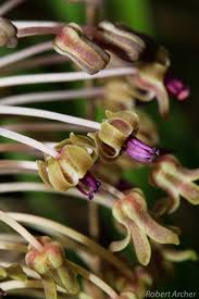 Image result for Ledebouria cordifolia