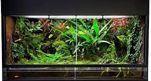 Home Decor Upgrades 7 Reptile Tank Ideas For Inspiration Reptile Tank Live Plants Terrarium