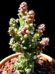If you live in a hot, arid area, these plants can generally be planted outside, left. Austrocylindropuntia Subulata Monstrose Austrocylindropuntia Subulata F Monstrosa Cylindropuntia Subulata F Monstrosa Cylindropuntia Subulata Monstrose Plant Lust