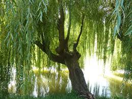 I really love my camera. 48 Weeping Willow Tree Wallpaper On Wallpapersafari
