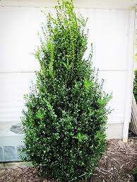Dwarf english boxwoods don't get much more than 1 to 2 feet tall & wide where as the american boxwood grows up to 10 feet tall and wide. Highlander Boxwood For Sale Online The Tree Center