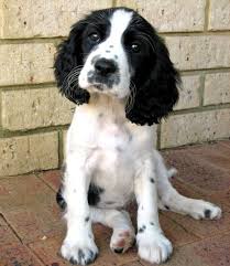 Beagle Cocker Spaniel Mix Black And White Beagle Springer Spaniel Mix Photo Happy Dog Heaven Spaniel Puppies Dogs English Springer Spaniel