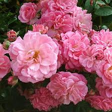 Rural England Roses Rose Container Roses Buy Roses Online