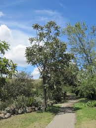 Image result for Cedrela