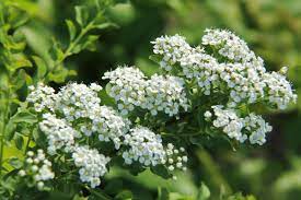 Parole crociate con il termine pianta: Spirea Pianta Ornamentale Coltivazione E Cura Giardinaggio Fiori Animali E Centinaia Di Articoli Passo Passo