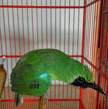 Cucak Ijo Banyuwangi Home Facebook