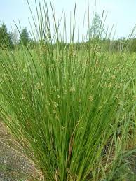 Image result for Juncus