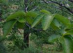 Image result for Strophanthus kombe