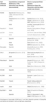 Frontiers Reciprocal Interactions Between Cell Adhesion