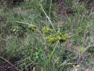 Image result for Cyperus hemisphaericus
