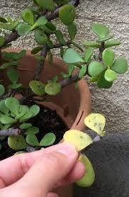 If you're noticing large gaps on the stem in between the leaves this means your. Common Problems With Succulents And How To Fix Them Succulent Plant Care