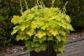 Heuchera Lemon Love Coral Bells Heuchera Shade Garden Wildlife Gardening