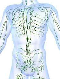 A Seasonal 3 Day Lymphatic Cleanse To Keep You Healthy All Year Long Lymphatic System Healthy Lymphatic System Lymph Massage