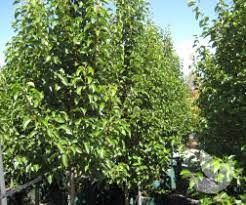 The chanticleer pear was first discovered during the 1950s on the streets in cleveland, ohio, and according to invasive's invasive and exotic trees list, states now dealing with escaped invasive. Pyrus Calleryana Cleveland Select Ornamental Pear Trees Speciality Trees