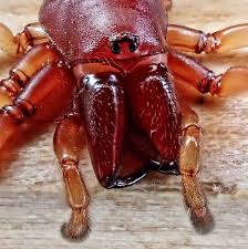 Image result for Disa woodii