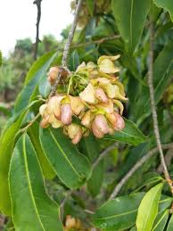 Image result for Ochna holstii