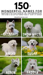 150 Wonderful Names For White Dogs And Puppies