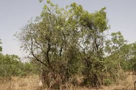 Image result for Uapaca guineensis