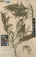 Image result for Entada abyssinica