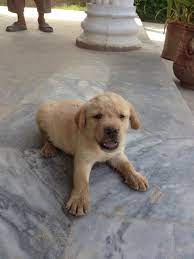 Animalssale found 556 labrador retriever puppies for sale in usa, which meet your criteria. Pets Pakistan Labrador Puppy For Sale