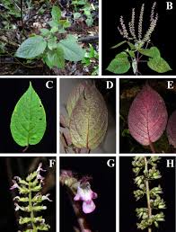 Image result for Achyrospermum laterale
