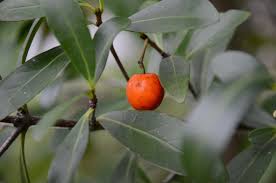 Image result for Elaeodendron