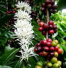 Arabica Coffee Bean Live Tree Coffee Bean Tree Coffea Arabica Coffee Plant