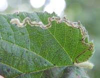 Image result for Stigmella floslactella