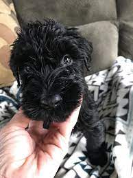 Giant Schnauzer Puppies For Sale Mitchell In Schnauzer Puppy Giant Schnauzer Puppies For Sale