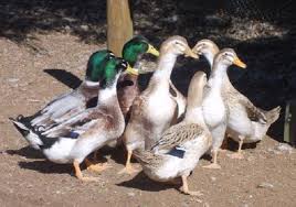 Check spelling or type a new query. White Appleyard Ducks