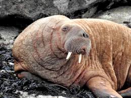 Wales has over 1,680 miles (2,700 km) of coastline and is largely mountainous with its higher peaks in the north and. Walrus Spotted In Wales Days After Being Seen In Ireland The Independent