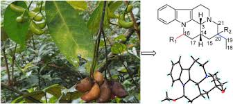 Image result for Tabernaemontana eglandulosa