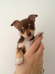 Chocolate Tri Coloured Chihuahua Puppy Cute Puppy Smooth Coat Chihuahua Lilacs Chihuahua Chihuahua Pet Access Chihuahua Puppies Chihuahua Baby Chihuahua