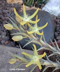 Image result for Orbea rogersii
