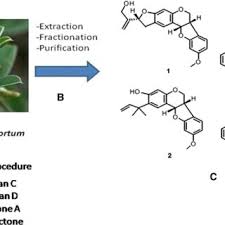 Image result for Ptycholobium plicatum
