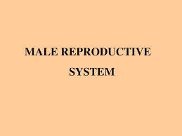 Male Reproductive System Ppt Download